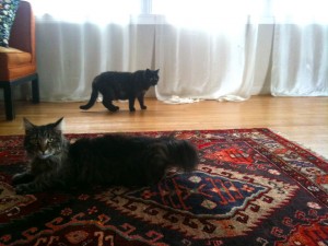 cats